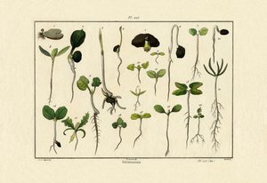 Germinação, 1833-39 de French School