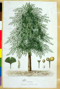 Árvore de ginkgo biloba de French School