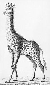 Girafa trazida pelo Sr. Levaillant em viagem pela África, ilustração de Observações sobre Física, História Natural e Artes, dedicada a Mons. A contagem da arte, dezembro de 1789 de French School