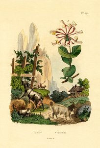 Cabras, 1833-39 de French School