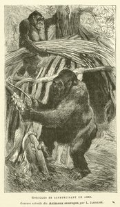 Abrigo do Edifício Gorillas (gravura) de French School