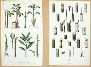 Enxertos (cor gravura) de French School