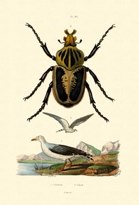 Ouro, 1833-39 de French School