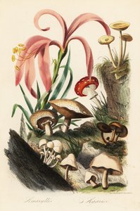 Espécies Hippeastrum, agário das moscas, Amanita muscaria, Amanita caesarea, Cogumelo de César, Amanita caesarea, e outros cogumelos de French School
