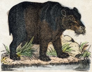 Hippotamus. Gravura no "Alfabeto dos animaux sauvages". 9ª Série. Imagem de Epinal, Pellerin, impressora-editora, cerca de 1870. Gravura em madeira, stencilled. 16 páginas. Dimensões: 20 x 15 cm. Coleção Particular de French School