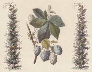 Lúpulo para fabrico de cerveja (gravação a cores) de French School