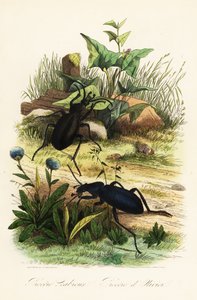 Enormes escaravelhos roxos, Carabus scabrosus de French School
