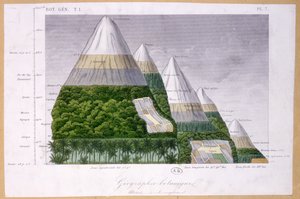 Ilustração dos diferentes tipos de vegetação em diferentes altitudes de French School