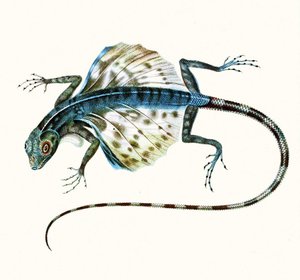 Ilustração do lagarto planador - Draco Volans 1831 (gravura colorida) de French School