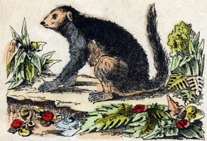 Indri (Lemuriano). Gravura em "Alfabeto dos animaux sauvages". 9ª Série. Imagem de Epinal, Pellerin, impressora-editora, cerca de 1870. Gravura em madeira, stencilada. 16 páginas. Dimensões: 20 x 15 cm. Coleção Particular de French School