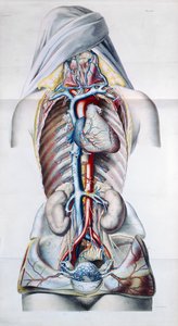 Pesquisas anatômicas, fisiológicas e patológicas sobre o sistema venoso por Gilbert Breschet (1784-1845) gravada por Engelmann, Paris, 1829 de French School