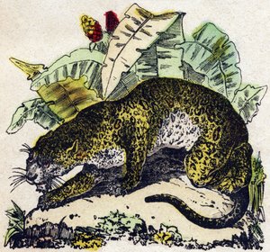 Jaguar. Gravura no "Alfabeto dos animaux sauvages". 9ª Série. Imagem de Epinal, Pellerin, impressora-editora, cerca de 1870. Gravura em madeira, stencilled. 16 páginas. Dimensões: 20 x 15 cm. Coleção Particular de French School