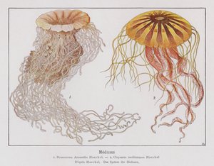 Medusa (litografia a cores) de French School