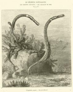 A Agulha da Serpente (gravação) de French School