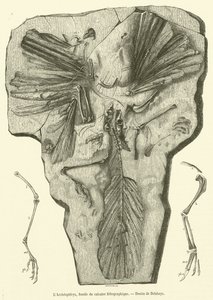 O Archeopteryx, fóssil de calcário litográfico (gravura) de French School