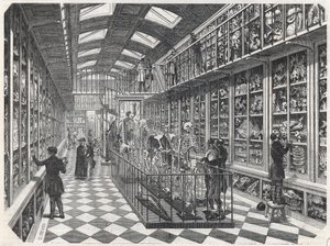 A Escola de Medicina de Paris - galeria de anatomia comparativa - Gravura em "Tableau-de-Paris" de Edmond Texier 1852. de French School