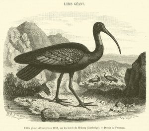 O gigante Ibis, descoberto em 1876, nas margens do Mekong, Camboja (gravura) de French School