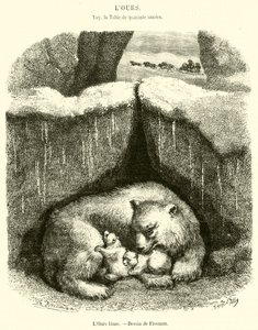 O Urso Branco (gravura) de French School