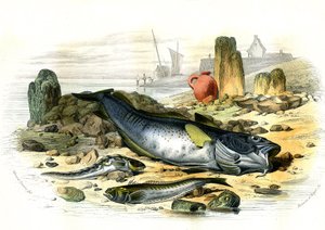La Blennie Ovipare (Blennius viviparus), en bas la trachine vive et le gad cod - Prato extraído de Histoire Naturelle de Bernard Germain de Lacepede (1856-1925), edição P.Furme, Paris de French School