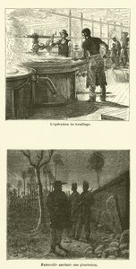 La Canne A Sucre (gravura) de French School
