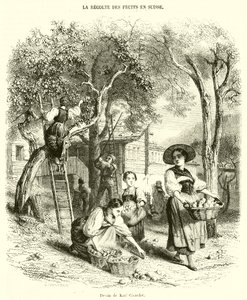 Colheita de frutas na Suíça (gravura) de French School