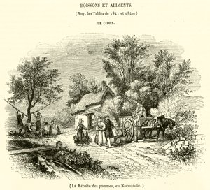 Colheita de maçãs, na Normandia (gravura) de French School