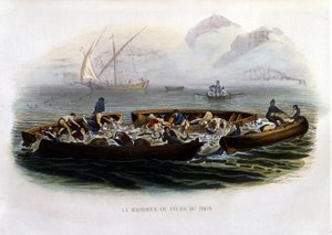 La madrague ou Pêche tuna - na "Histoire naturelle de Lacepède de French School