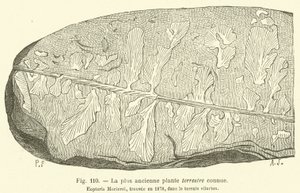A mais antiga planta terrestre conhecida (gravura) de French School