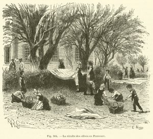 Colheita da azeitona na Provença (gravura) de French School
