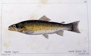 A truta comum da "Histoire naturelle des poissons" de Cuvier, Valenciennes, Paris de French School