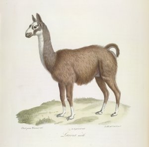 Lhama macho, da História Natural dos Mamíferos (lito colorido) de French School