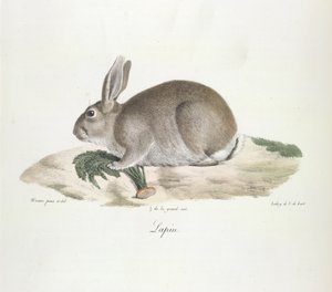 Coelho, da Histoire Naturelle des Mammifères (cor litho) de French School