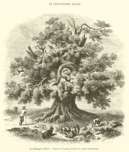 A Castanheira de Esaú (gravura) de French School