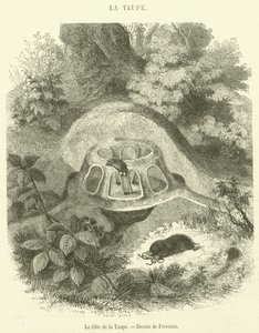 Le Gite de la Taupe (gravura) de French School