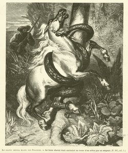 Le Grand Cheval Blanc Des Prairies (gravura) de French School