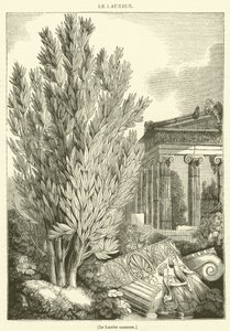 Loureiro comum (gravura) de French School