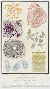 O Microscópio, Aplicado ao Estudo dos Animais (litografia a cores) de French School