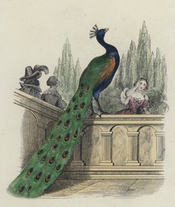 Pavão, queixa, para, juno de French School