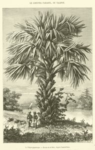 O Talipot Gigante (gravura) de French School