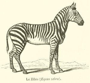 Le Zebre, Equus zebra (gravura) de French School