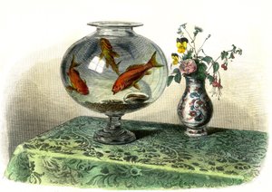 O ciprino dourado (Cyprinus Auratus) - Prato extraído de Histoire Naturelle de Bernard Germain de Lacepede (1856-1925), edição P.Furme, Paris de French School