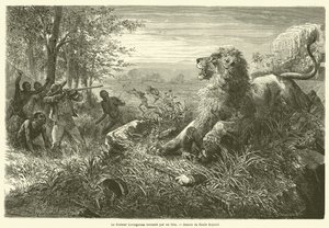 Dr. Livingstone sendo atingido por um leão (gravura) de French School