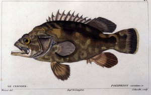 O grupo da "Histoire naturelle des poissons" de Cuvier, Valenciennes, Paris de French School