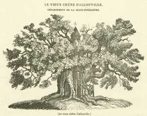 O velho carvalho de Allouville (gravura) de French School