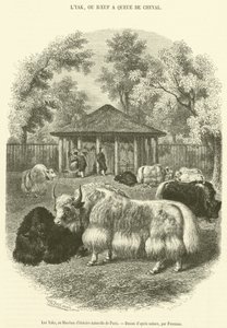 Os Yaks, no Museu de História Natural de Paris (gravura) de French School