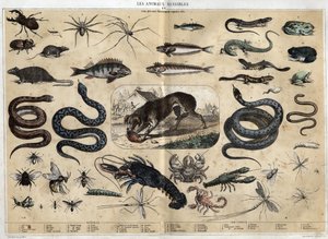 Les animaux nuisibles. gravura de 1860 em "les Recreations instructives" Pintura sinóptica de Jules DELBRUCK. Colecção privada. de French School