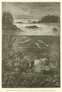 Os principais habitantes da terra durante o período devoniano (gravura) de French School