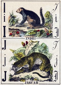 Carta I Indri (Lemurien); Jaguar. Gravura em "Alphabet des animaux sauvages". 9ª Série. Imagery of Epinal, Pellerin, printer-publisher, circa 1870. Gravura em madeira, stencilled. 16 páginas. Dimensões: 20 x 15 cm. Coleção Particular de French School