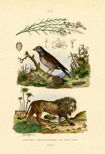 Linnet, 1833-39 de French School