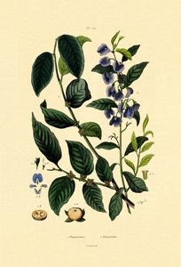 Lotus Plum, 1833-39 de French School